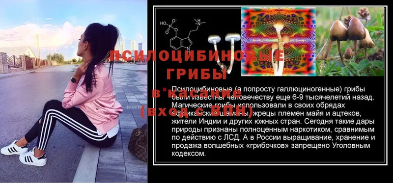 гидра ссылка  Алагир  Псилоцибиновые грибы Cubensis 